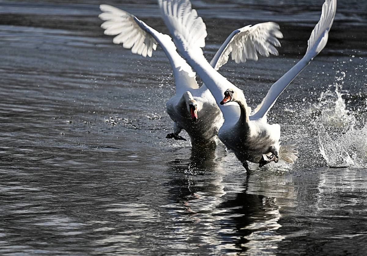 1st. - Geoff Hildred